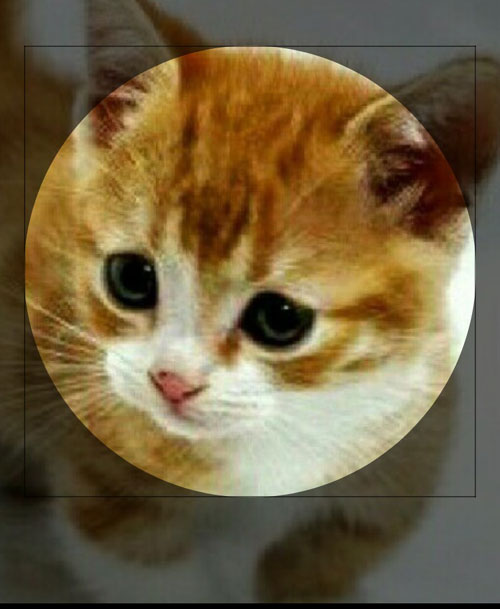 プロフィール画像のサイズは?|LINEのプロフィールで写真や動画の設定方法!変更や保存などのやり方もまとめて解説