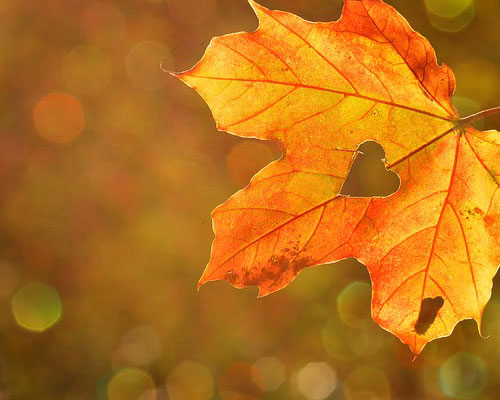 『秋』関連の写真3｜LINEホーム画面のカバー写真（ホーム画像）に使える写真一覧