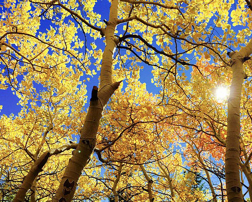 『秋』関連の写真10｜LINEホーム画面のカバー写真（ホーム画像）に使える写真一覧