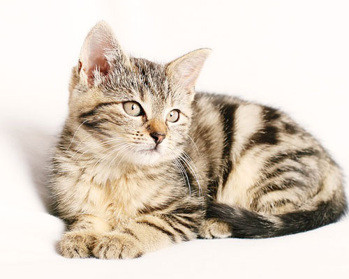 『猫』関連の写真4｜LINEホーム画面のカバー写真（ホーム画像）に使える写真一覧