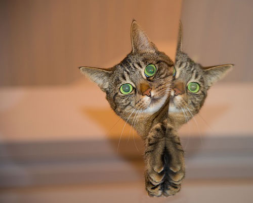 『猫』関連の写真5｜LINEホーム画面のカバー写真（ホーム画像）に使える写真一覧