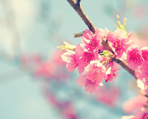 『春』関連の写真10｜LINEホーム画面のカバー写真（ホーム画像）に使える写真一覧