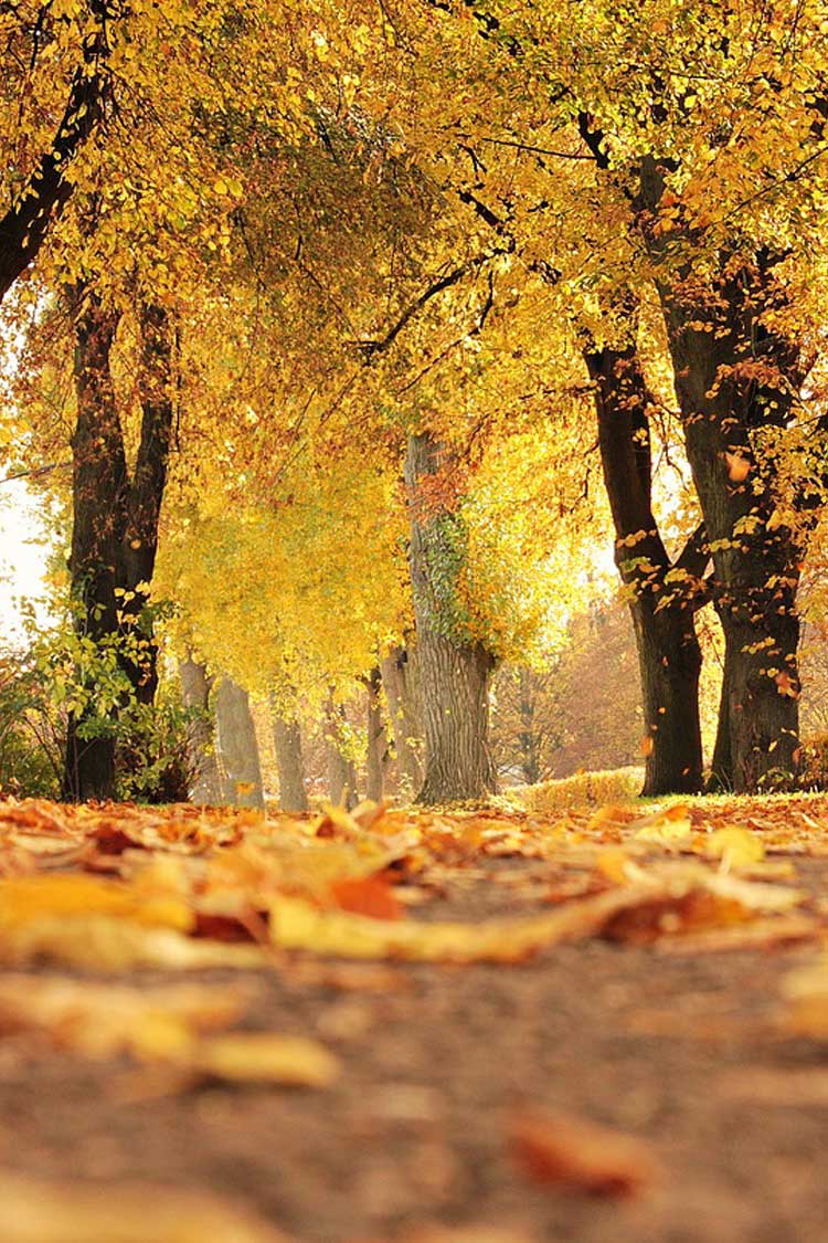 『秋』関連の写真3｜LINEトーク画面の背景画像（壁紙）に使える写真一覧