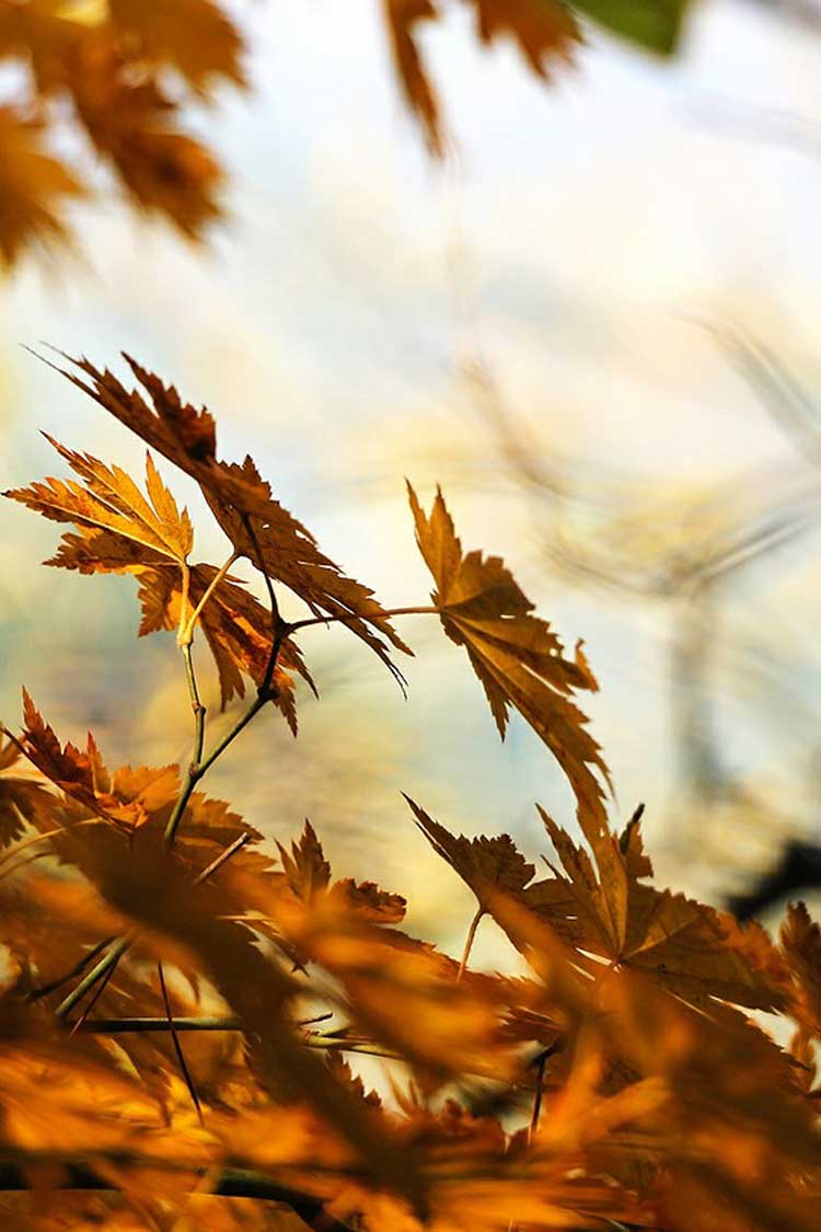 『秋』関連の写真5｜LINEトーク画面の背景画像（壁紙）に使える写真一覧