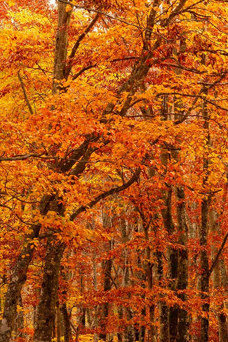 『秋』関連の写真10｜LINEトーク画面の背景画像（壁紙）に使える写真一覧