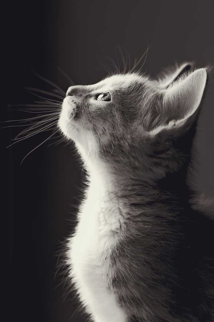 『猫』関連の写真8｜LINEトーク画面の背景画像（壁紙）に使える写真一覧